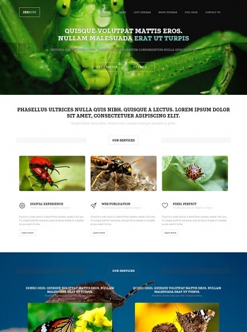 Insects - Animals & Pets - Website Templates - DreamTemplate