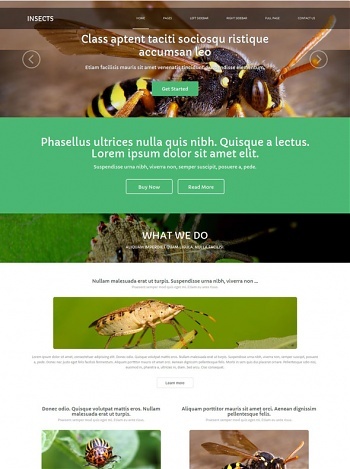Insects - Animals & Pets - Website Templates - DreamTemplate
